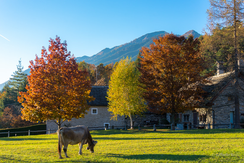 B I 5 cantoni (Val Vigezzo)
